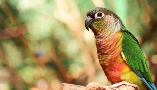 柿子對鳥類的影響 柿子對鳥類的影響