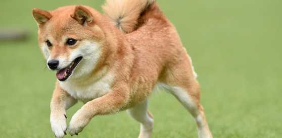 柴犬毛色遺傳 柴犬毛色遺傳