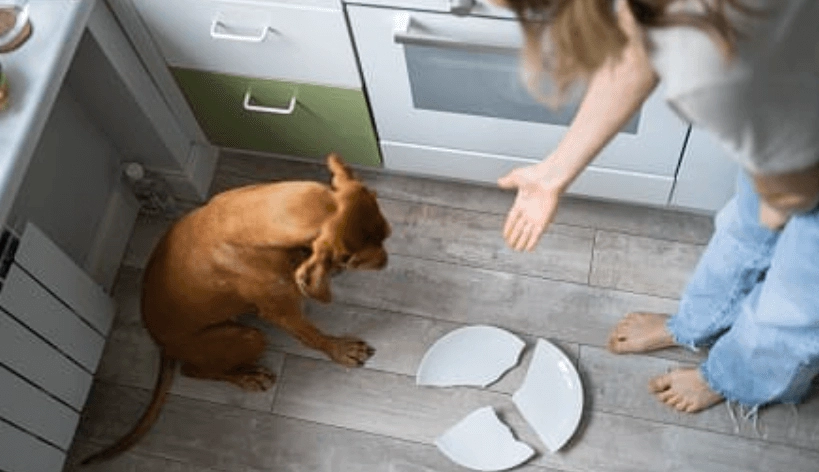 狗狗知道自己做錯事嗎？行為專家解密寵物心理真相與訓練技巧