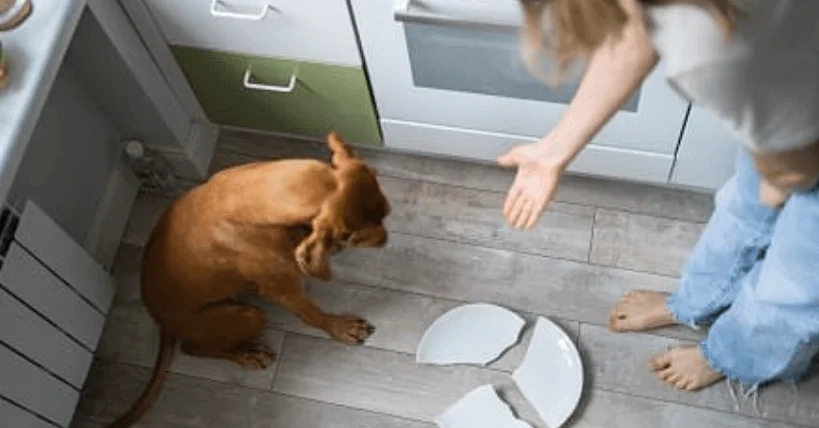 狗狗知道自己做錯事嗎