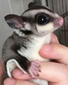 寵物蜜袋鼯餵食 寵物蜜袋鼯餵食