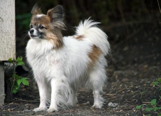 蝴蝶犬大小 蝴蝶犬大小