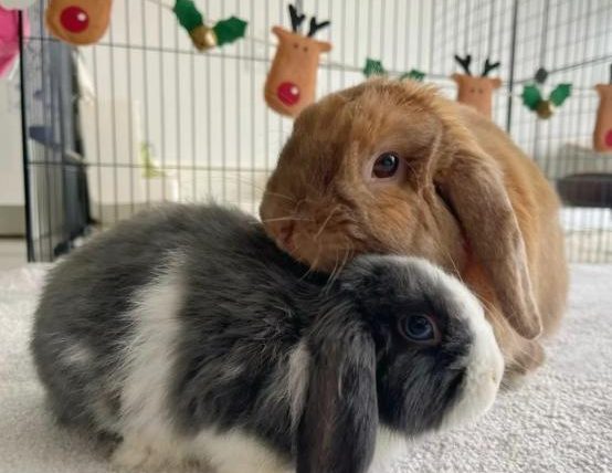 如何讓兩隻兔子相處