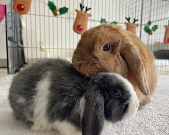 兔子相處技巧 兔子相處技巧