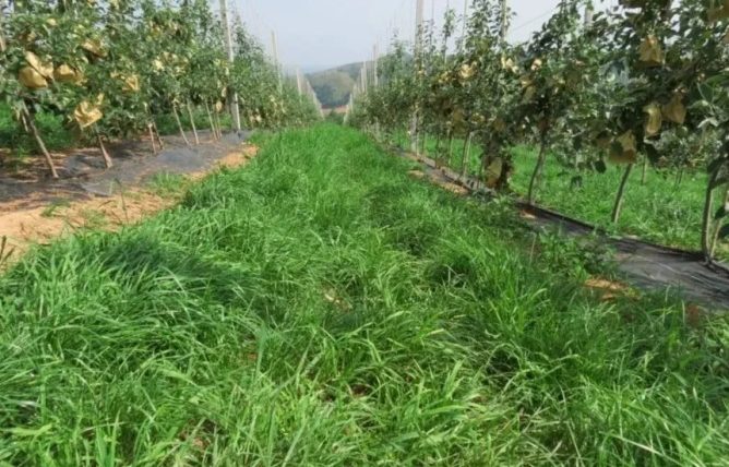 果園草可以當主食嗎