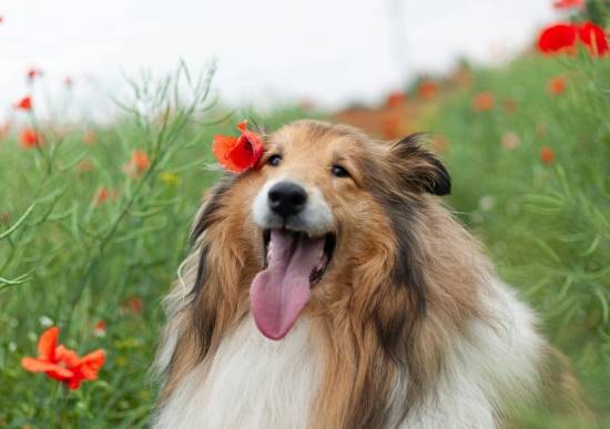 延長喜樂蒂牧羊犬壽命 延長喜樂蒂牧羊犬壽命