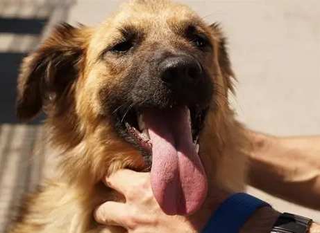 狗伸舌頭喘氣