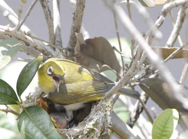 綠繡眼幼鳥照顧