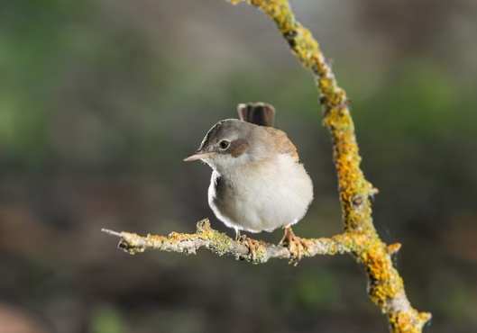 小鳥飲食安全 小鳥飲食安全