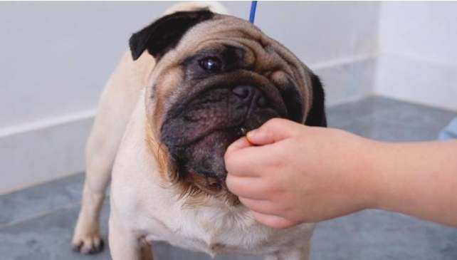 寵物飲食油類風險 寵物飲食油類風險