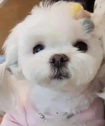 哪一種小狗最好養？