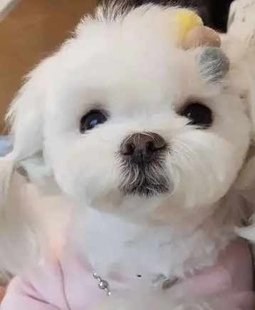 小狗推薦 小狗推薦