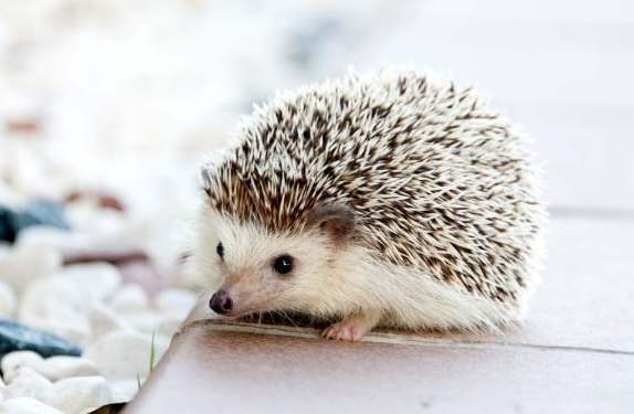 刺蝟可以吃番茄嗎