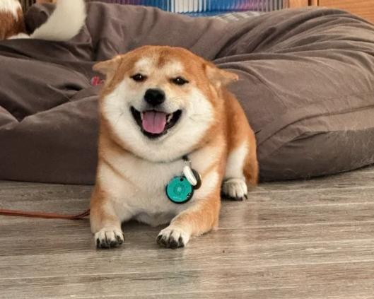 柴犬照顧 柴犬照顧