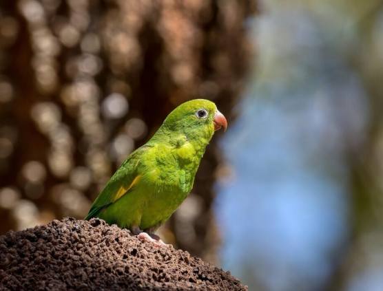 鸚鵡照顧教學 鸚鵡照顧教學