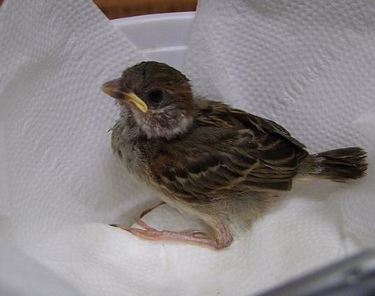 撿到幼鳥怎麼辦