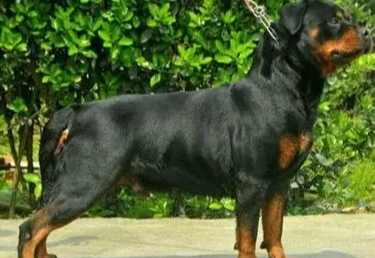 羅威納犬飼養成本 羅威納犬飼養成本