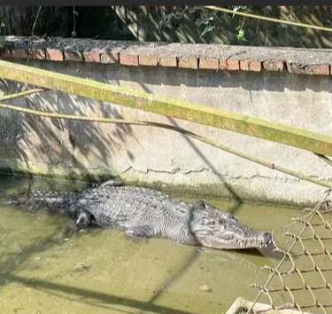 屏東特色美食 屏東特色美食