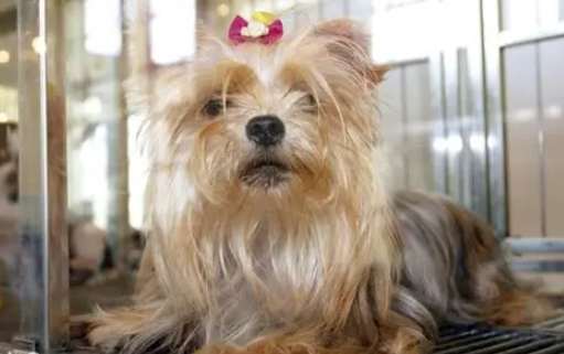 約克夏掉毛處理