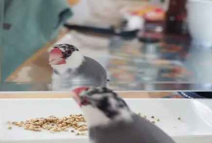 文鳥臨終症狀 文鳥臨終症狀