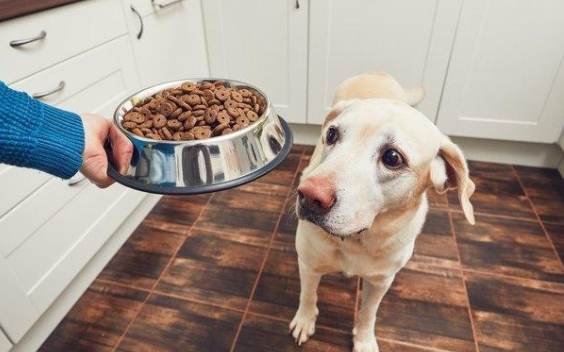 狗狗冬天不吃飯 狗狗冬天不吃飯