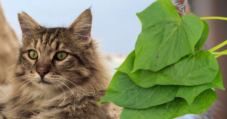貓可以吃地瓜葉嗎