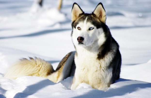 狗狗眼睛紅紅的