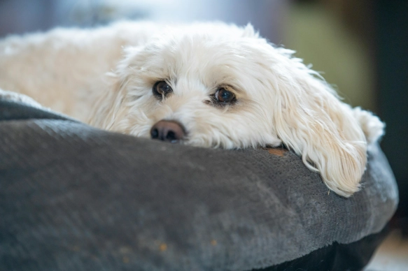 狗可以吃排骨肉嗎