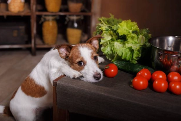 狗能吃番茄醬嗎