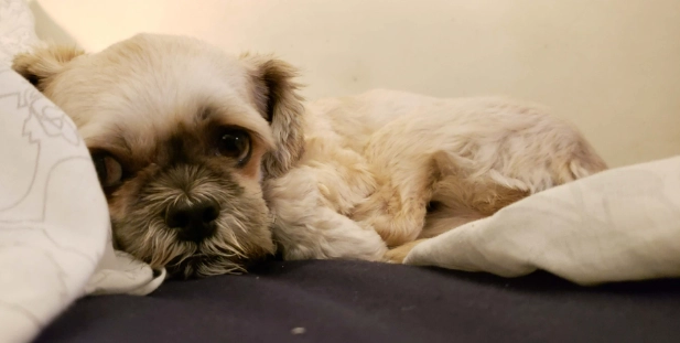 狗狗身上有黑色顆粒