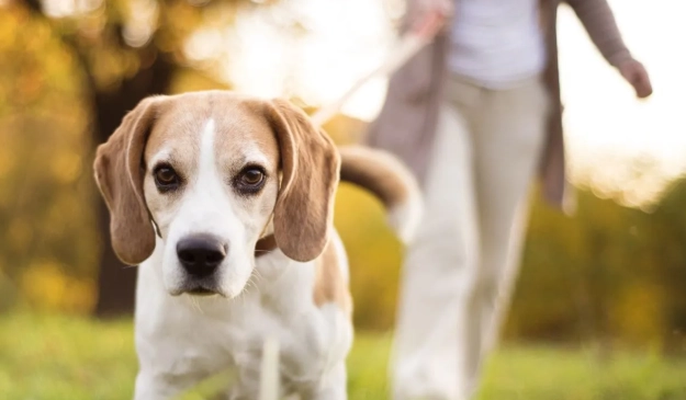 狗一直喘走來走去