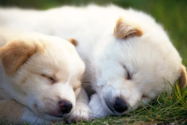 狗狗腎衰竭發抖