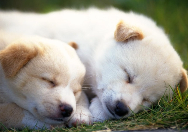 狗狗腎衰竭發抖怎麼辦？獸醫教你正確應對與日常照護關鍵