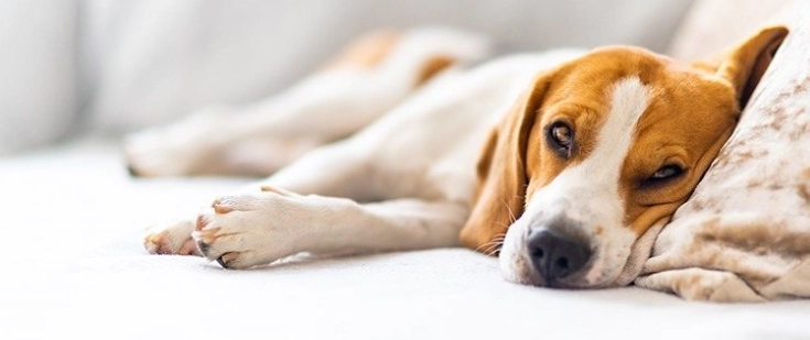 狗狗拉肚子有血原因