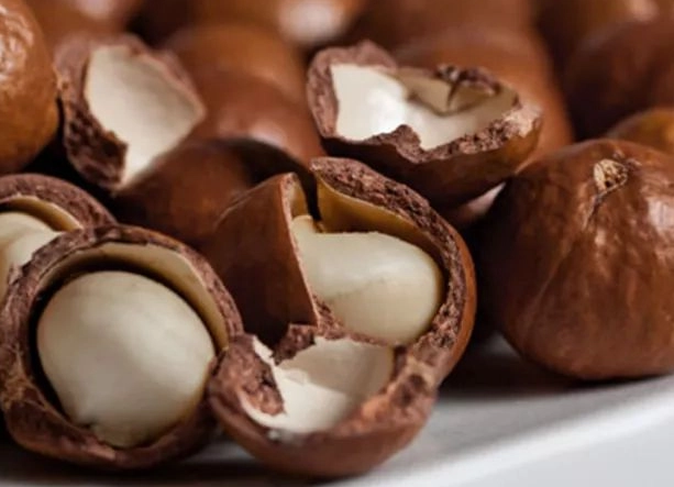 狗夏威夷果仁中毒全指南：症狀、急救與預防方法