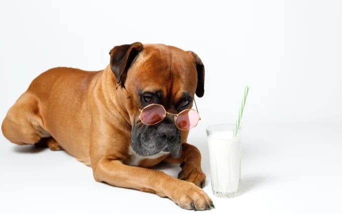 幼犬可以喝羊奶嗎