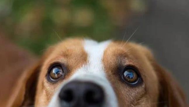 狗狗眼睛臭臭