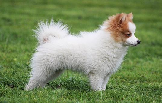 老狗隨地大小便