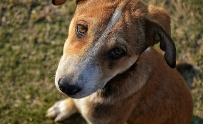 狗狗突然一直流口水