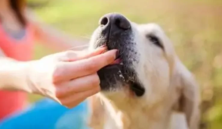 狗可以吃三色豆嗎