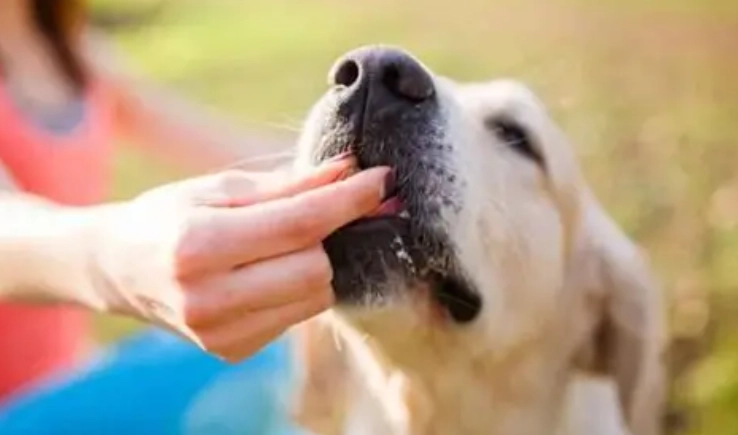 狗可以吃三色豆嗎？完整解析狗狗食用三色豆的安全與風險指南