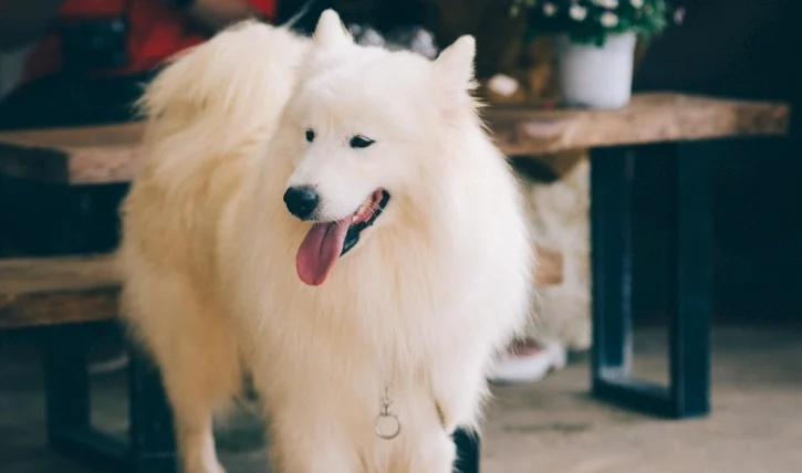 狗狗可以喝冰水嗎