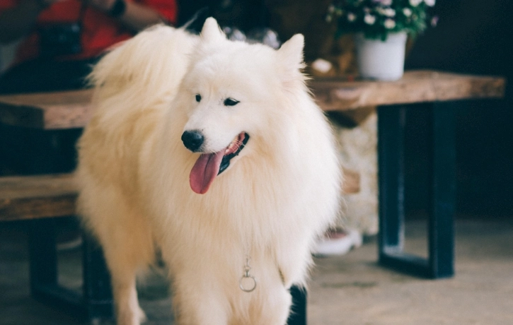 狗狗可以喝冰水嗎？獸醫專業解答與實用指南