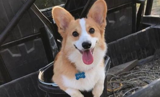 狗狗可以吃刈菜嗎