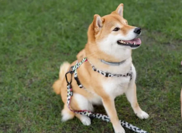 狗庫欣氏症症狀