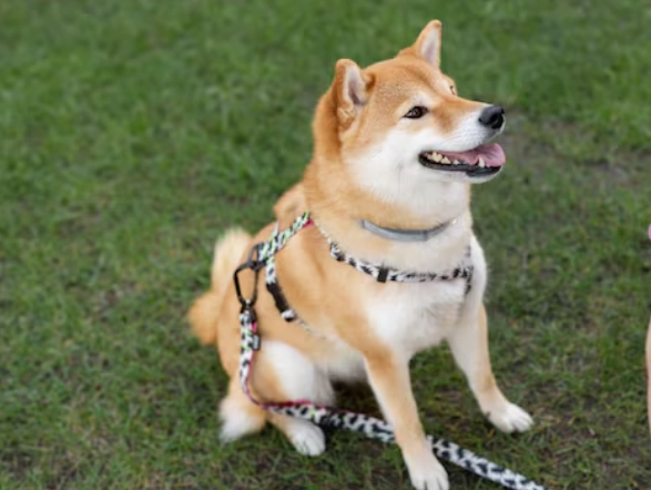 狗庫欣氏症症狀全解析：如何識別愛犬的內分泌危機