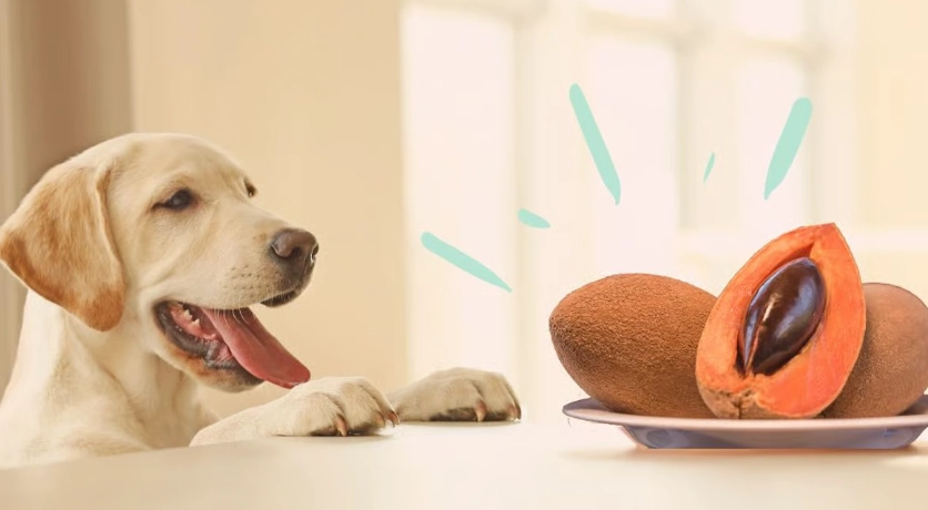 狗年紀換算人全攻略：揭開狗狗年齡轉換的秘密與實用技巧