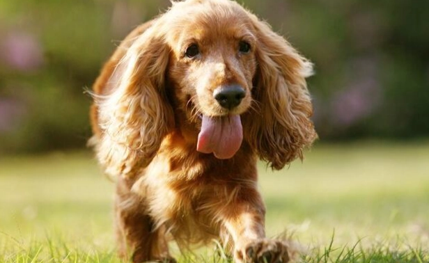 推薦十大新手最好養的狗狗