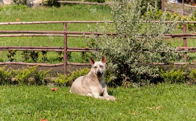 狗狗拔牙後飲食