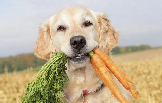 狗可以吃紅蘿蔔嗎